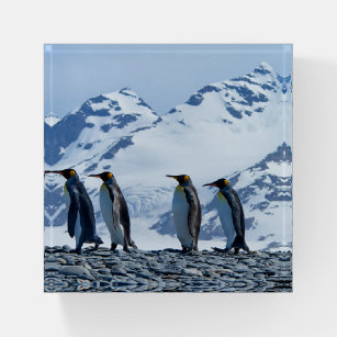 King Penguins at South Georgia Paperweight