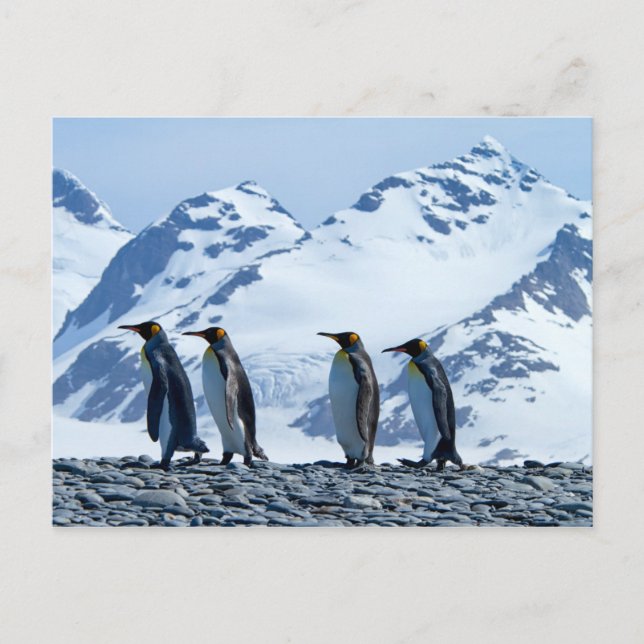 King Penguins at South Georgia Postcard (Front)