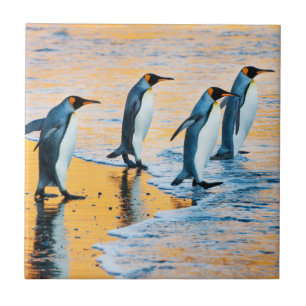 King Penguins at Sunrise - tile