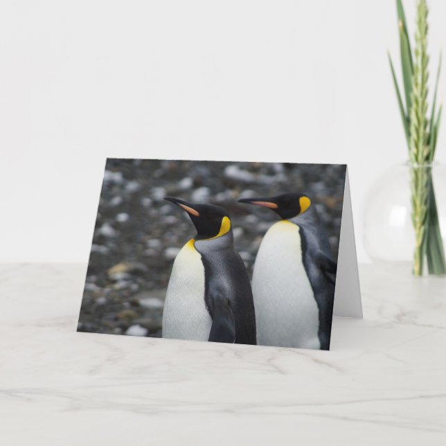 King Penguins Card (Front)