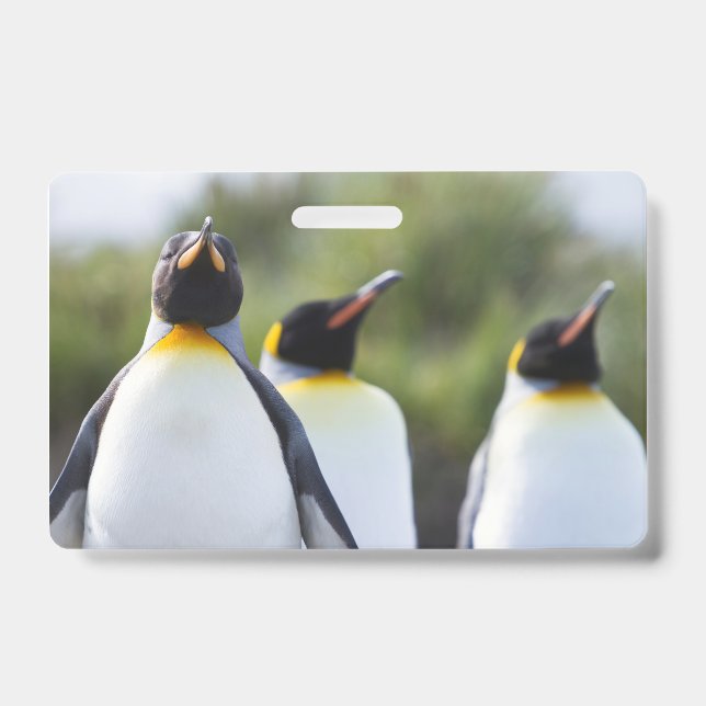 King penguins ID badge (Front)