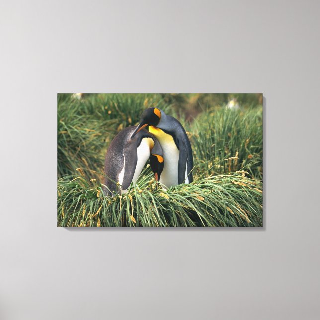 King penguins nuzzling canvas print (Front)