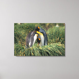 King penguins nuzzling canvas print