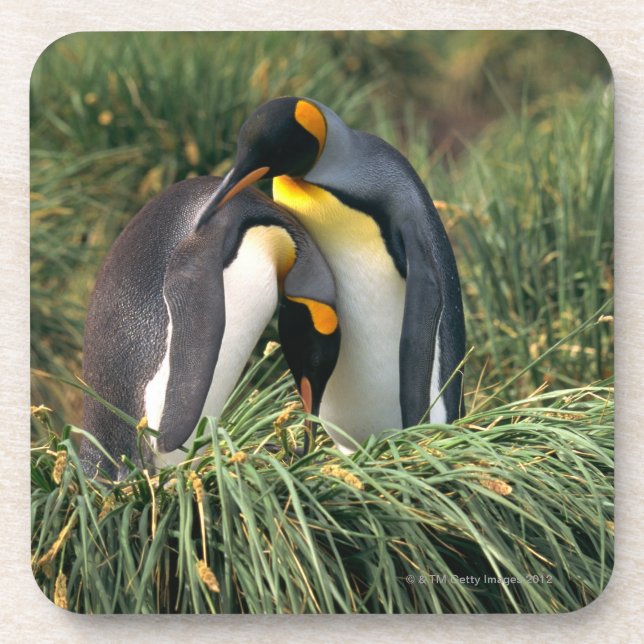 King penguins nuzzling coaster (Front)