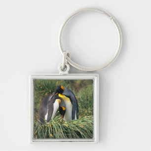 King penguins nuzzling key ring