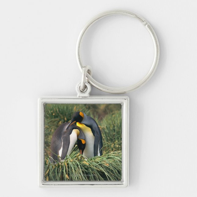 King penguins nuzzling key ring (Front)