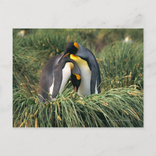 King penguins nuzzling postcard