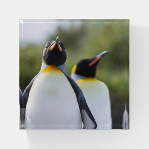 King penguins paperweight