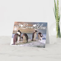 King penguins Photo Image I Love You