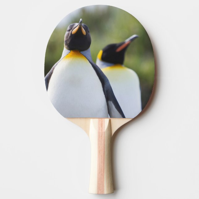 King penguins ping pong paddle (Front)