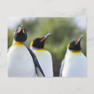 King penguins postcard