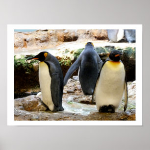 King Penguins Poster
