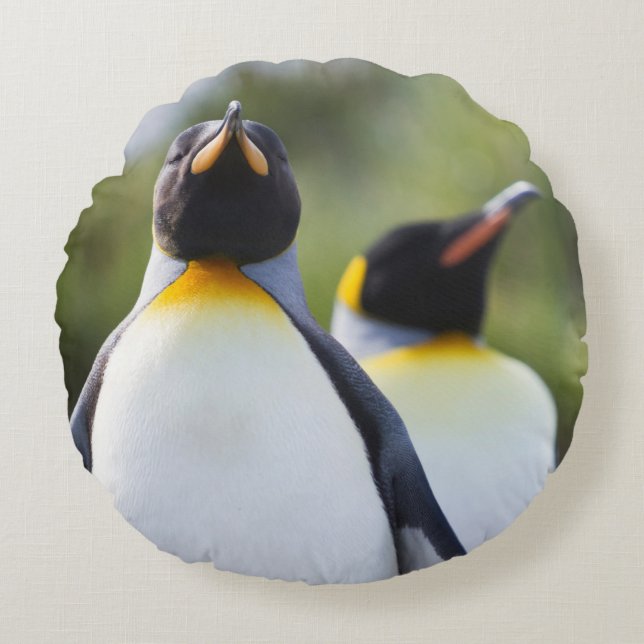 King penguins round cushion (Front)