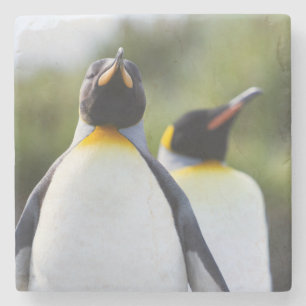 King penguins stone coaster