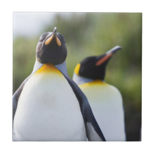King penguins tile