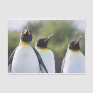 King penguins tissue paper
