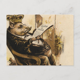 King Pig Reading His Newspaper Postcard
