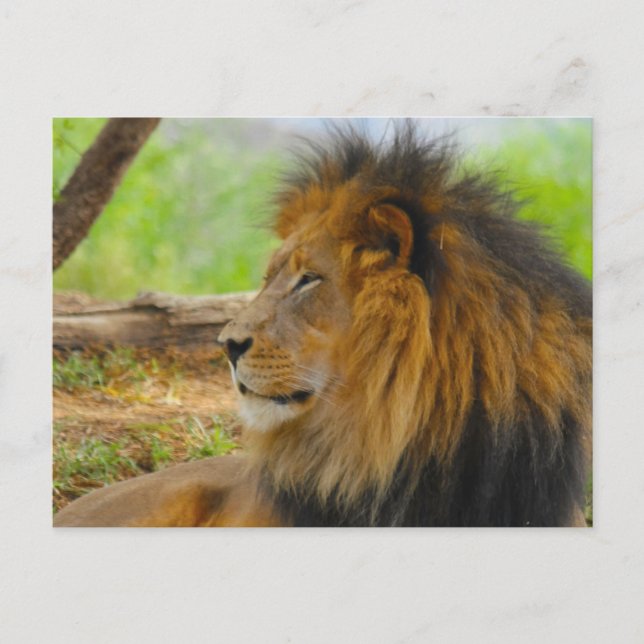 King Postcard (Front)