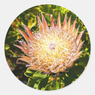 King Protea #3 Stickers