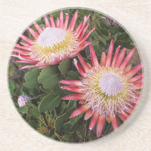 King Protea (Protea Cynaroides), Helderberg Coaster