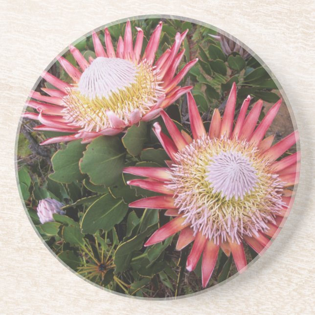 King Protea (Protea Cynaroides), Helderberg Coaster (Front)