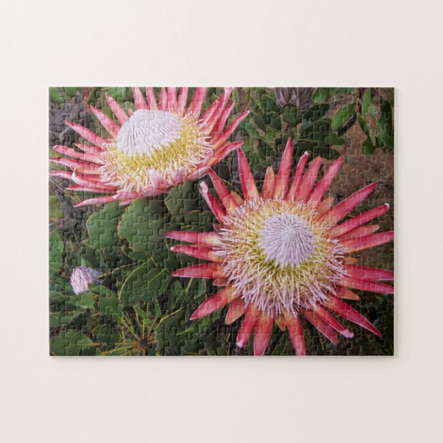 King Protea (Protea Cynaroides), Helderberg Jigsaw Puzzle (Horizontal)
