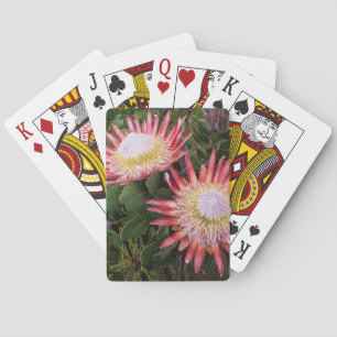 King Protea (Protea Cynaroides), Helderberg Playing Cards