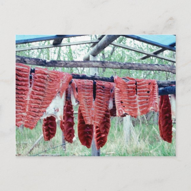 King Salmon Drying on Racks Postcard (Front)