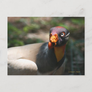 King Vulture bird closeup Sarcoramphus papa Postcard