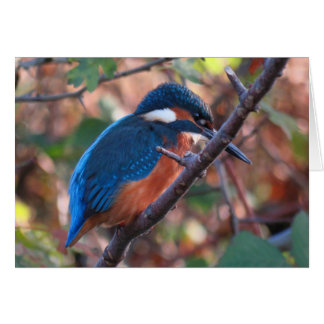 Kingfisher