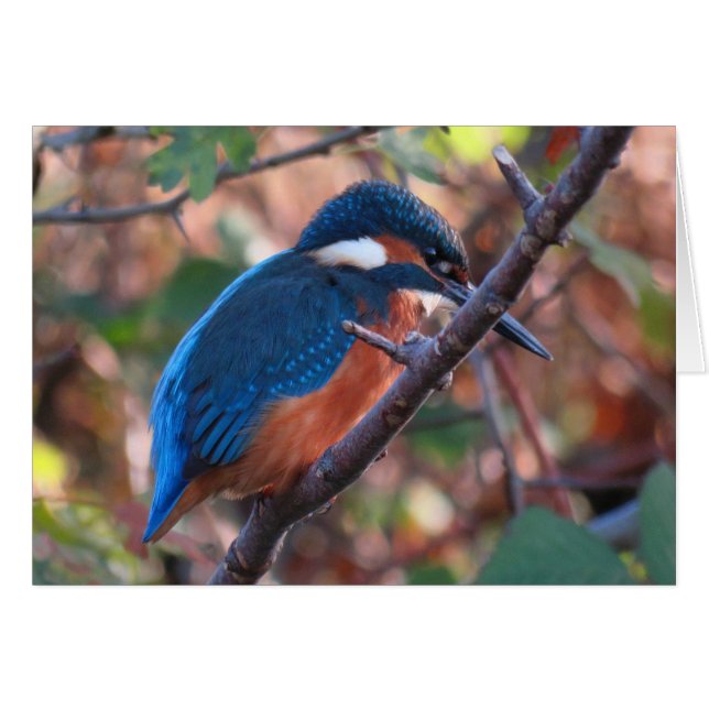 Kingfisher (Front Horizontal)