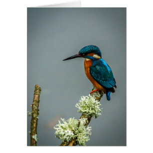 Kingfisher