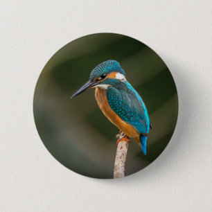 Kingfisher 6 Cm Round Badge