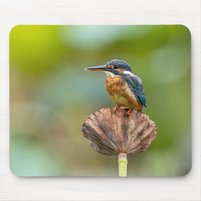 kingfisher, animal, nature mouse pad (Front)