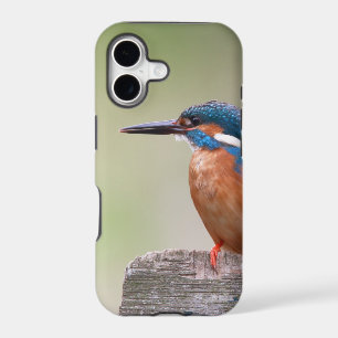 Kingfisher bird.