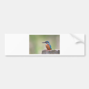 Kingfisher bird. bumper sticker