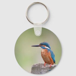 Kingfisher bird. key ring