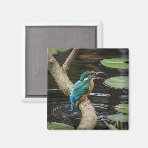 Kingfisher Bird Magnet