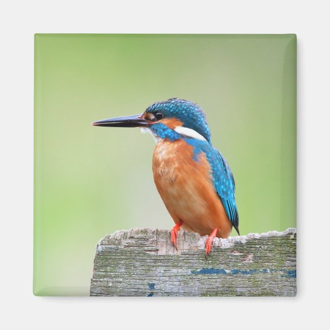 Kingfisher bird magnet (Front)