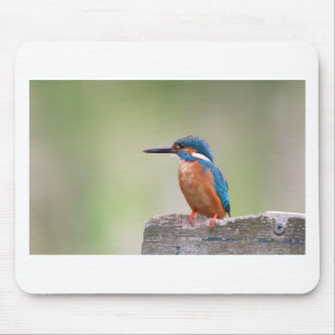 Kingfisher bird. mouse pad