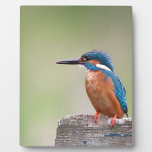 Kingfisher bird. plaque