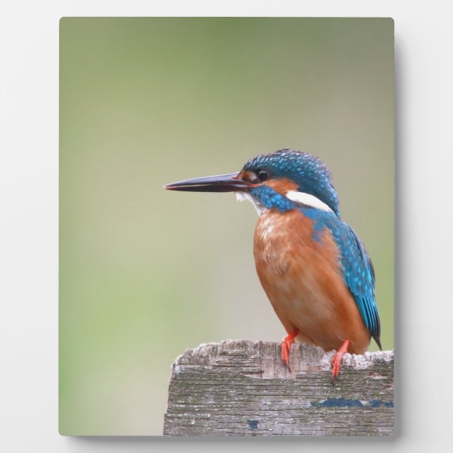 Kingfisher bird. plaque (Front)