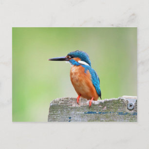 Kingfisher bird postcard