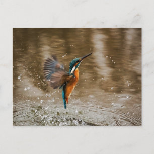 Kingfisher Bird Postcard