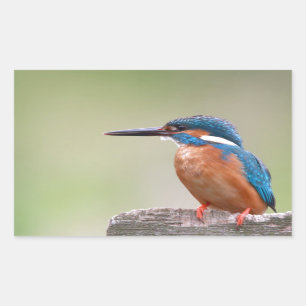 Kingfisher bird. rectangular sticker