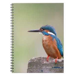 Kingfisher bird. spiral notebook
