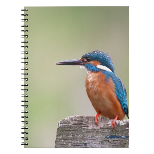 Kingfisher bird. spiral notebook (Front)