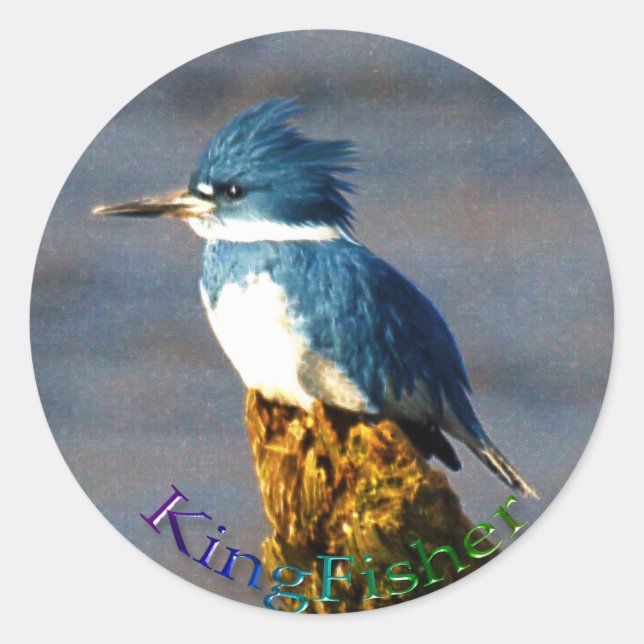 Kingfisher Bird Wildlife Sticker (Front)