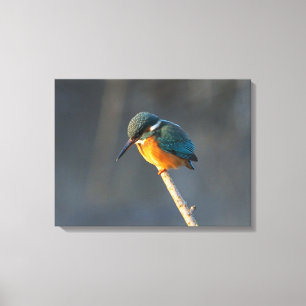 Kingfisher Canvas Print