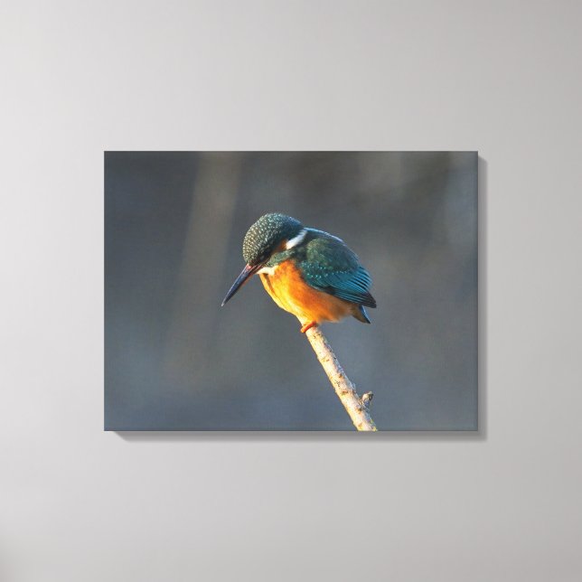 Kingfisher Canvas Print (Front)